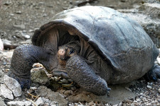Galápagos: száz éve nem látott óriásteknősfaj bukkant fel