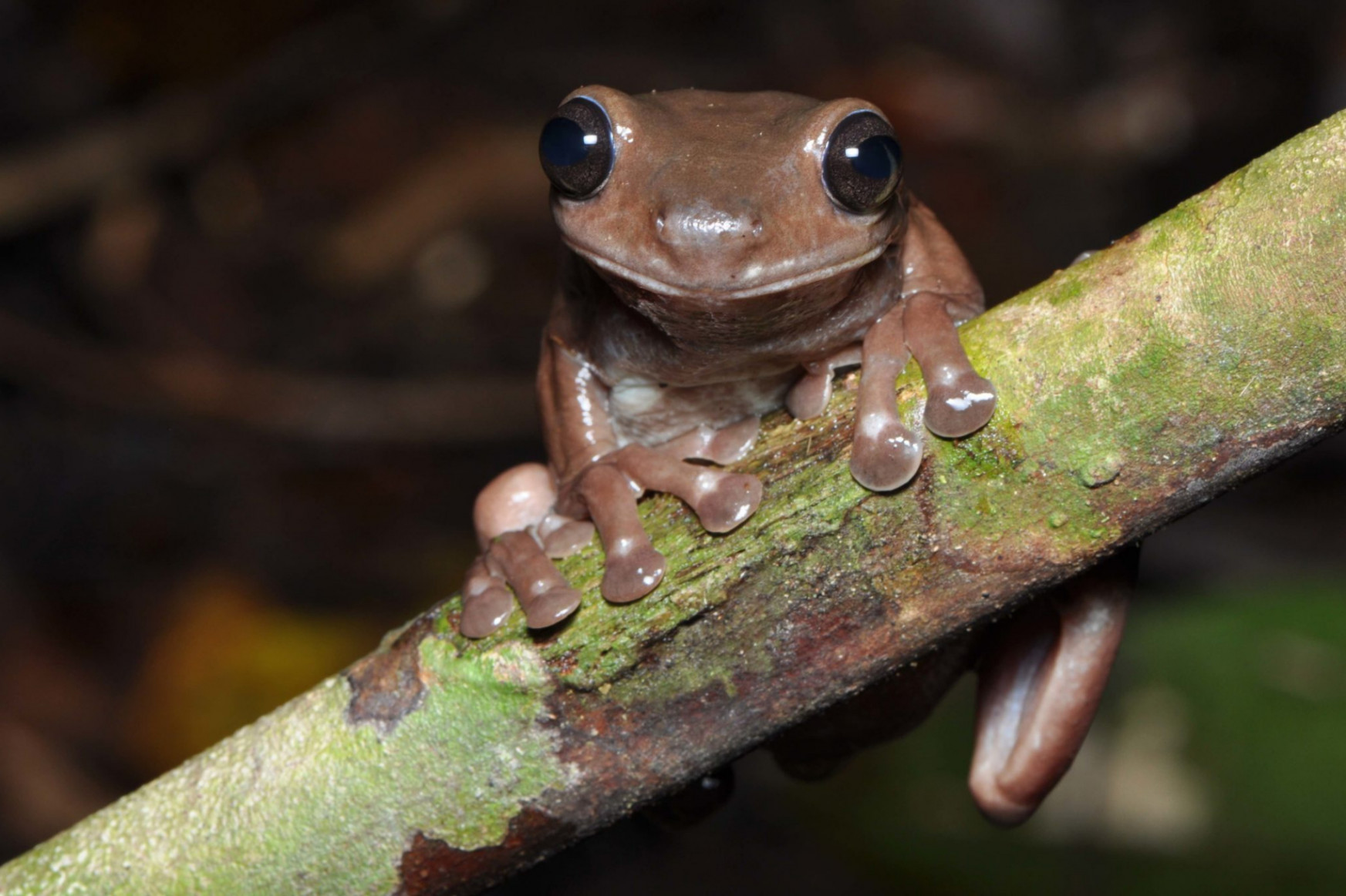 Egy meglepő csokibékafajt fedeztek fel Új-Guineán
