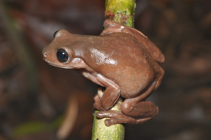 A kutatók szerint a faj egészen gyakori lehet Új-Guineán – Fotó: Steve Richards