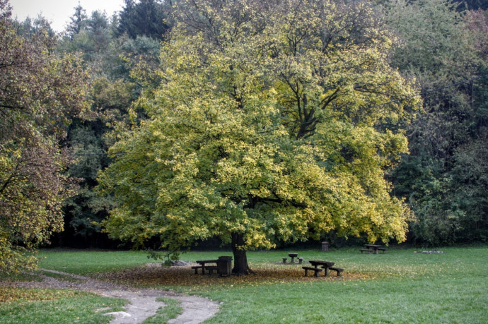 Sok a kiránduló, bevezették a fizetős parkolást Visegrádnál az erdőben