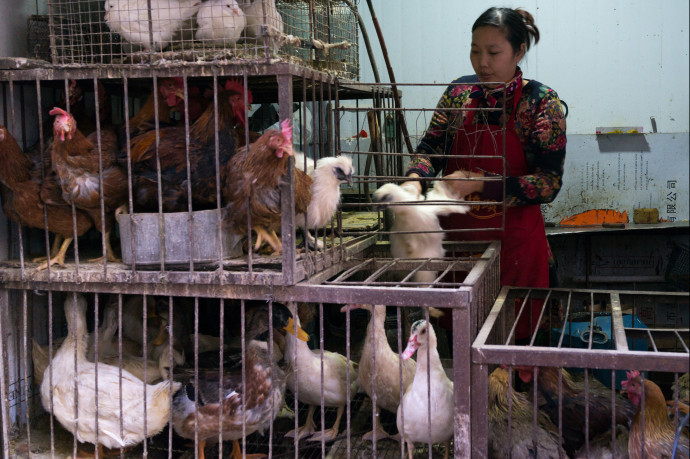A világon először újfajta madárinfluenza-vírussal fertőződött meg egy férfi Kínában