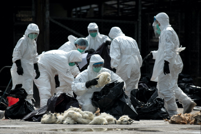 A világon először újfajta madárinfluenza-vírussal fertőződött meg egy férfi Kínában