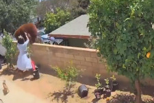 Kutyákkal hadakozó medvét lökött le a kerítés tetejéről egy kaliforniai tinédzser