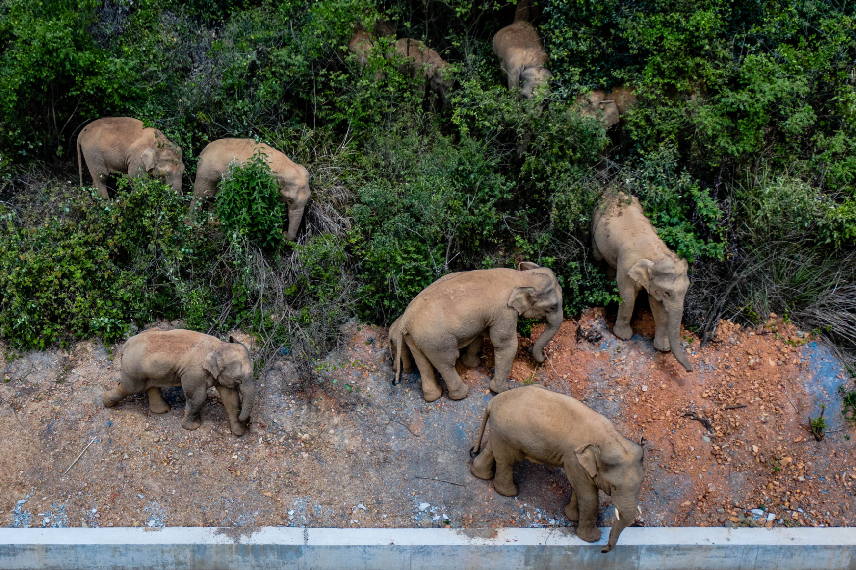 Kamionokkal torlaszolják el a Kínában kóborló elefántcsorda útját