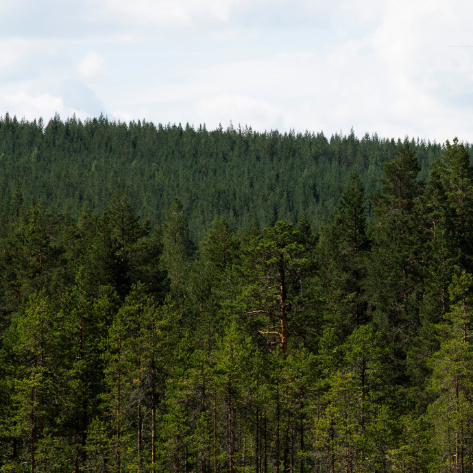 A svéd erdőgazdálkodók nyakatekert érvelése szerint a fák kivágásával tehetünk a klímaváltozás ellen
