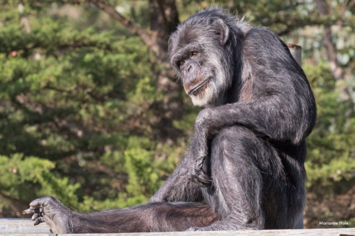 63 évesen meghalt a legidősebb állatkerti hím csimpánz