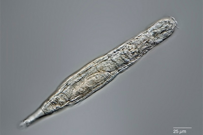 Nemhogy él, szaporodni is tud a 24 ezer éve a szibériai permafrosztba fagyott mikroszkopikus állatka