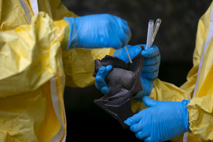 A gaboni CIRMF kutatói gyűjtenek be denevérmintákat egy Gabon Zadié régiójában található barlangban 2020. november 25-én – Fotó: Steve Jordan / AFP
