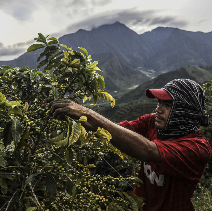 Jön a kávémentes kávé, amellyel fenntarthatóbbá válna a kávézás