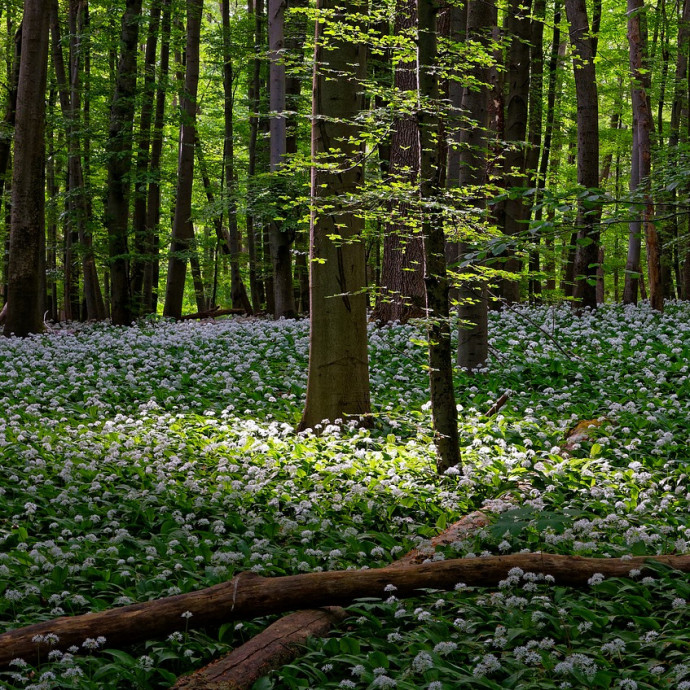 Egészen dermesztő, ahogy a rovarvilág észrevétlenül kipusztul körülöttünk