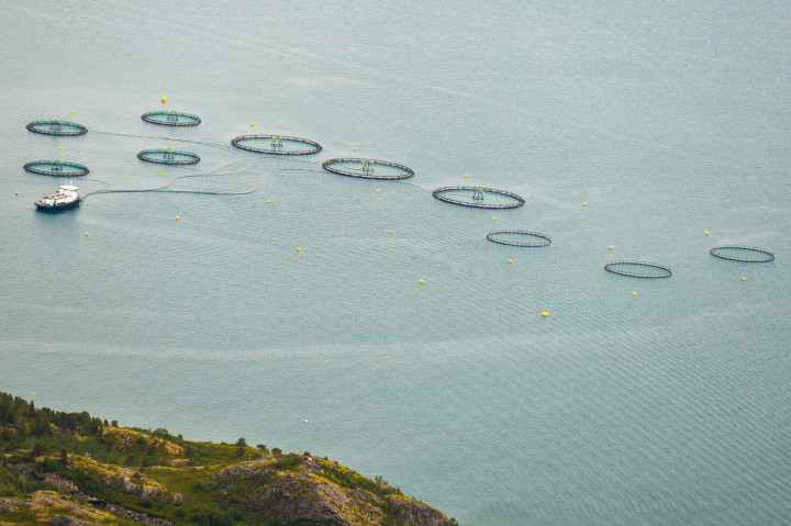Norvég, nyílt vízi lazacfarm az Atlanti-óceánon – Fotó: Artur Widak / NurPhoto / AFP