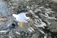 Egyszerűen megfulladtak azok a halak, amelyek tetemei tömegesen úszkálnak a Velencei-tavon