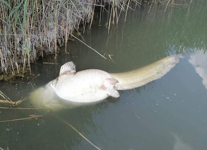 Elpusztult hal lebeg a víz színén. Forrás: Facebook / Civilek a Velencei-tóért