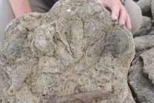 Az utolsó dinoszauruszok lábnyomait fedezték fel Dover közelében