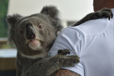 Kelet-Ausztráliában a kihalástól próbálják megmenteni a koalákat