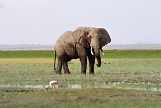 Több tízezer elefántot fenyeget egy afrikai olajmező feltárása