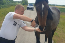 Rendőr itatta meg a Szolnokról elkóborolt és kitikkadt lovat