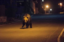 Egy baltával tudta megfékezni a rátámadó medvét egy férfi Székelyföldön
