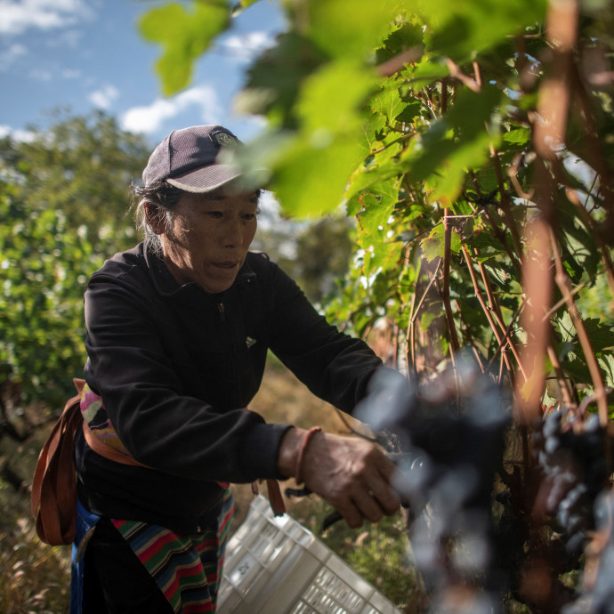 A sivatag szélén hozna létre világhírű borvidéket Kína