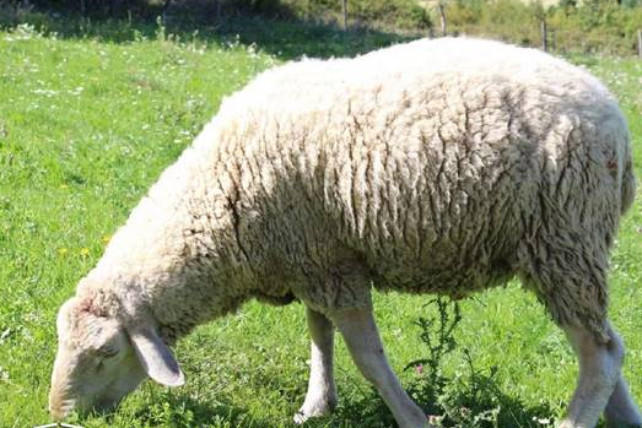 Két embert is megölt egy elszökött merinó kos Szentgálnál, fogházbüntetést kérnek a gazdájára