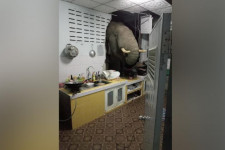 Éhes elefánt nézett be egy thaiföldi nő konyhájába az éjszaka közepén