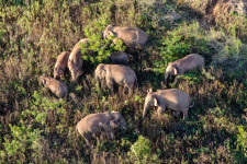 Nincs magyarázat a Kínában vándorló elefántcsordára, a kutatók esélyesnek tartják, hogy új otthont keresnek az állatok