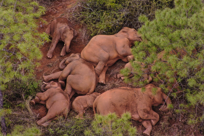 Lepihent elefántcsorda – Fotó: XINHUA / Xinhua via AFP