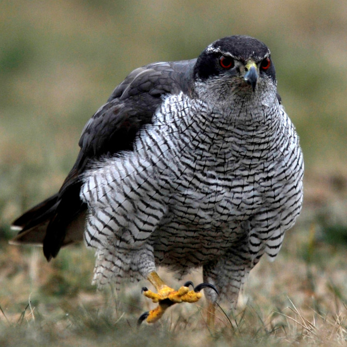 Nem biztos, hogy Matolcsy sokáig magán hagyja a héja-jelmezt