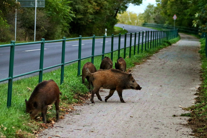 A városi vaddisznók jobban tűrik a stresszt, és van, ahol most ők állnak nyerésre