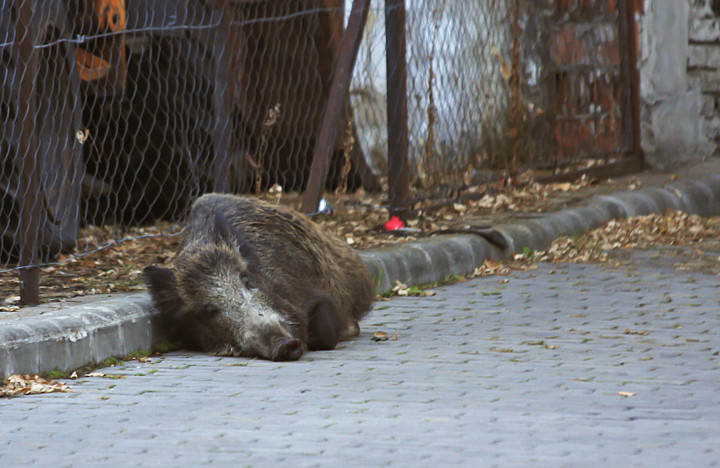 2013 októberében a IV. kerületi Pozsonyi-lakótelepen tűnt fel egy vaddisznó, ami később felborított egy kerékpáros nőt. Az állatot végül egy gyárépületbe terelték, ahol altatólövedékkel meglőtték, majd egy állatotthonba szállították – Fotó: Lakatos Péter / MTI