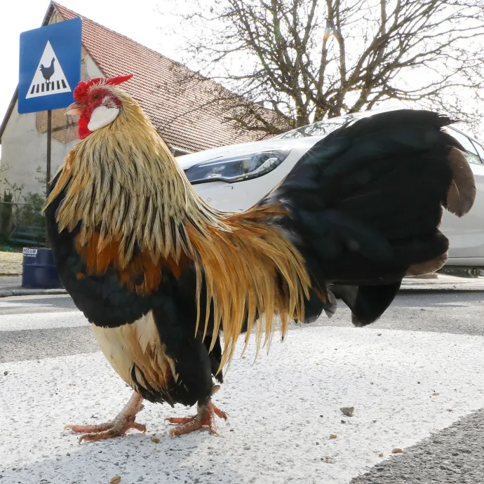 A német áruházláncok nem vesznek több ketreces baromfit, miközben a magyar tenyésztők többnyire így tartják az állatokat