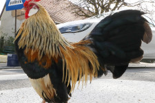 A német áruházláncok nem vesznek több ketreces baromfit, miközben a magyar tenyésztők többnyire így tartják az állatokat