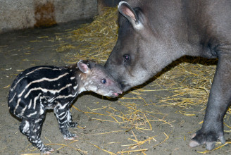 Folytatódik a baby boom a Budapesti Állatkertben, most tapírborjú született