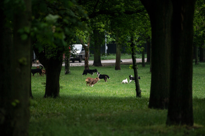 Szédítően burjánzó természet a Sziget nélküli szigeten