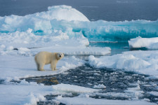 Drámai mértékben olvad a jegesmedvék utolsó menedéke is