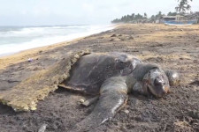 Több száz teknős, delfinek és bálnák pusztultak el Srí Lanka közelében elsüllyedt teherhajó miatt