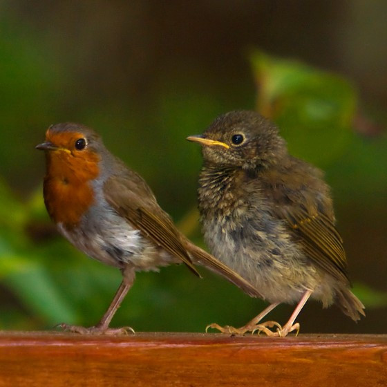 Egyre jobban sejtjük, de még mindig nem tudjuk, hogyan tájékozódnak a vándormadarak