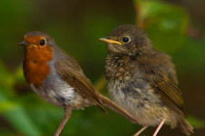 Egyre jobban sejtjük, de még mindig nem tudjuk, hogyan tájékozódnak a vándormadarak