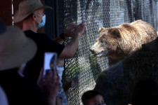 Egy oaklandi állatkertben a tigrisek és a medvék is megkapták a koronavírus elleni védőoltást