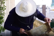 A miniszter az Agrárminisztérium erkélyére visszaköltöztetett méhekkel büszkélkedett