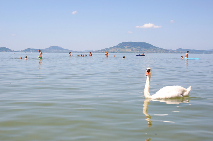 Hattyú és fürdőzők a balatonfenyvesi szabadstrandon (Fotó: MTI/Varga György)
