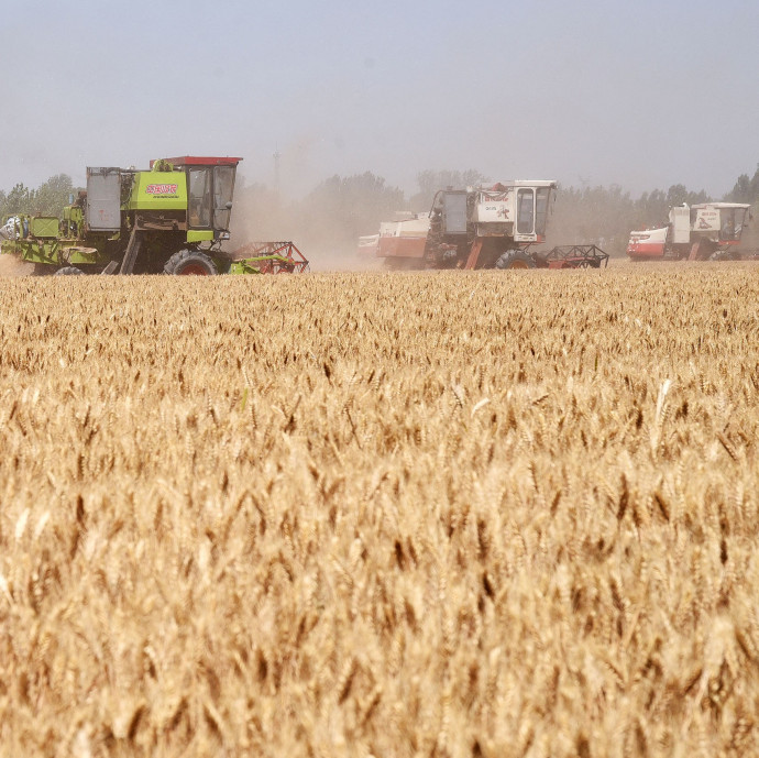 Újabb alapélelmiszer árát hajtják fel a kínaiak