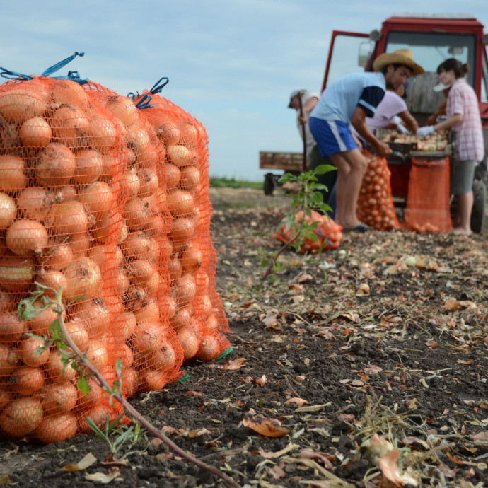 Sokat drágult otthon főzve a szegények ebédje