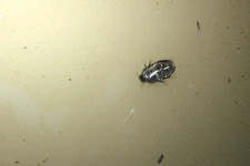 Találtak egy különös rovart, ami fejjel lefelé rohangál a vízfelszín alján
