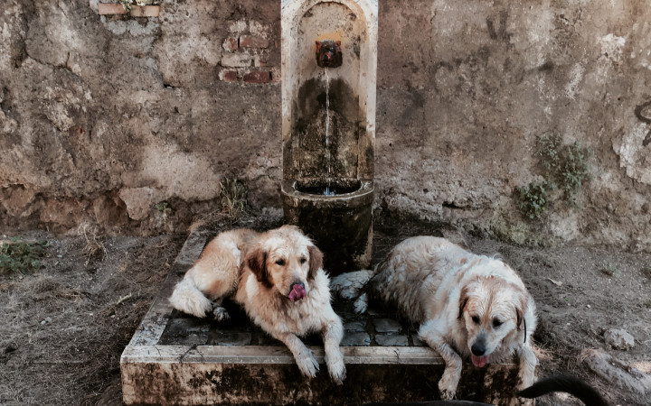 Minden évben számíthatunk szélsőséges hőhullámokra, 2019-ben például ezek a római kutyák egy szökőkútban próbálták elviselni a hirtelen jött meleget – Fotó: Tiziana Fabi /AFP