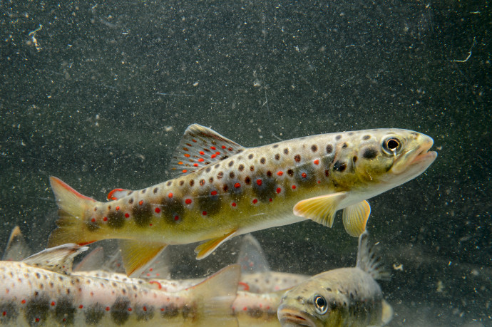 Cseh pisztrángok rákattantak a szennyvízzel érkező drogra, és ez ökológiai problémát is okozhat