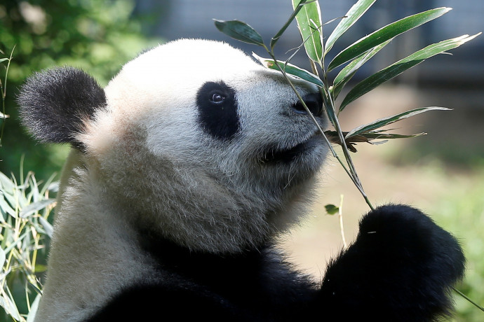 Lekerül a veszélyeztetett fajok listájáról az óriáspanda