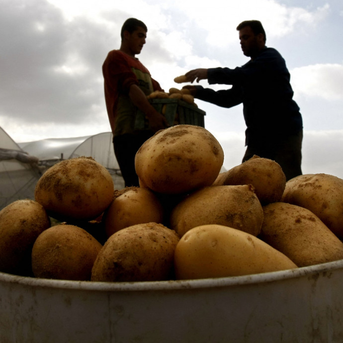 Diplomás keletiből krumpliszedő nyugaton? Nem biztos, hogy megéri