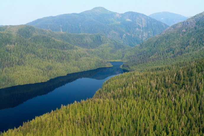 Trump engedélyezte a fakitermelést az alaszkai esőerdőben, Joe Biden most véget vet ennek
