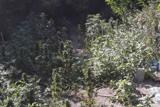 Márki-Zay: Kannabiszt termesztett a Fidelitas egyik hódmezővásárhelyi vezetője